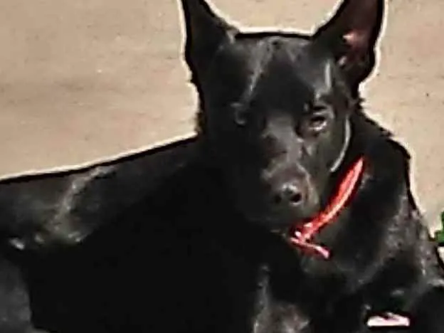 Cachorro ra a pastor belga idade 1 ano nome Max