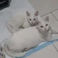 Mia e Maya