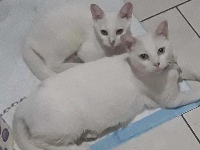 Gato ra a Srd idade 1 ano nome Mia e Maya