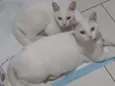 Mia e Maya