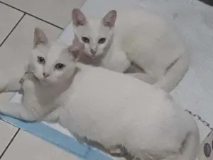 Gato raça Srd idade 1 ano nome Mia e Maya