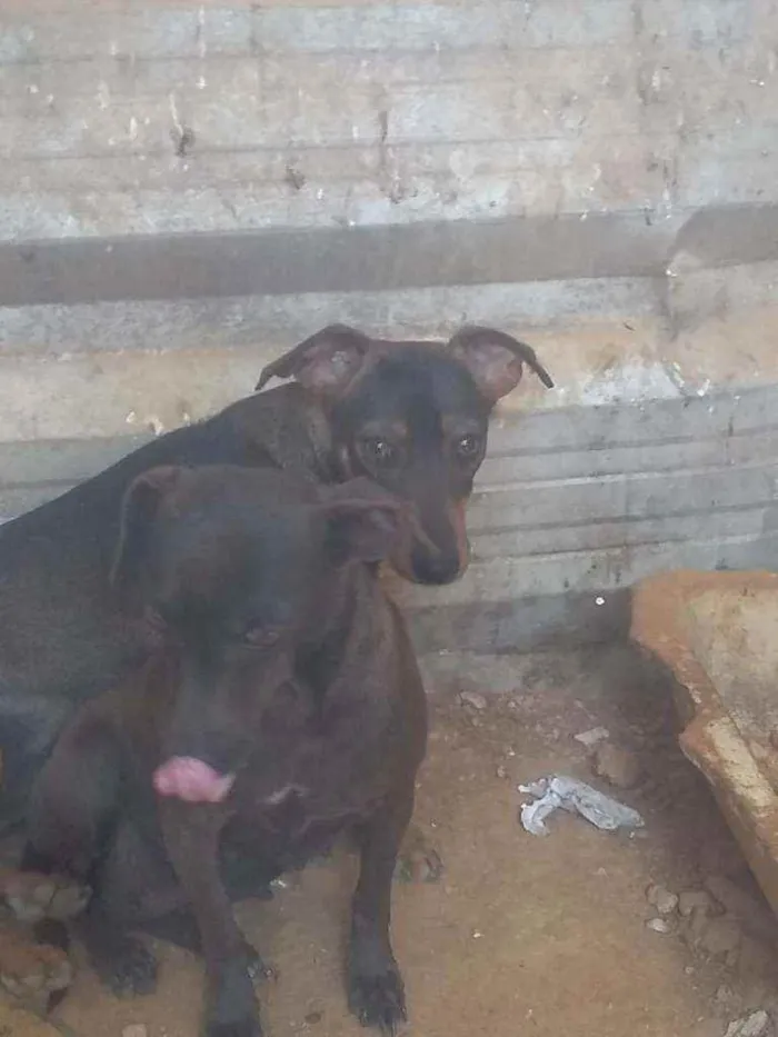 Cachorro ra a Viralata idade 4 anos nome Pretinha