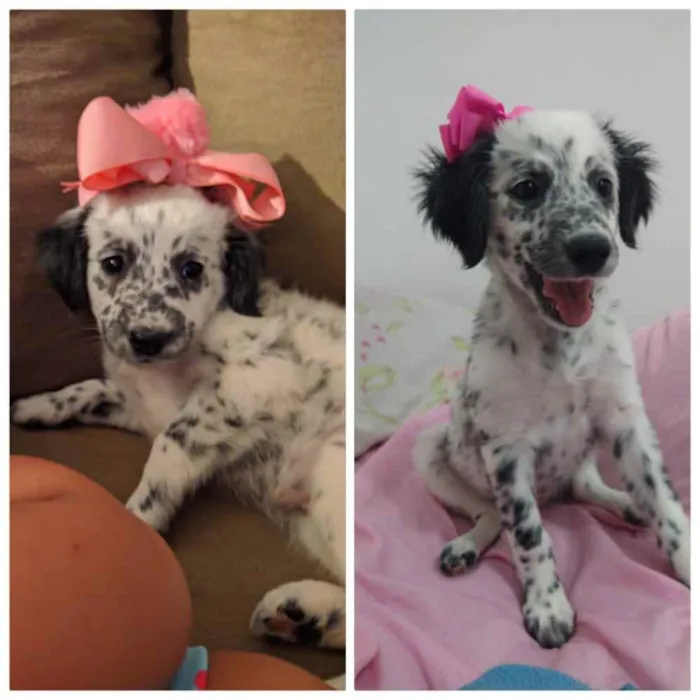 Cachorro ra a Srd idade 2 a 6 meses nome Ziza