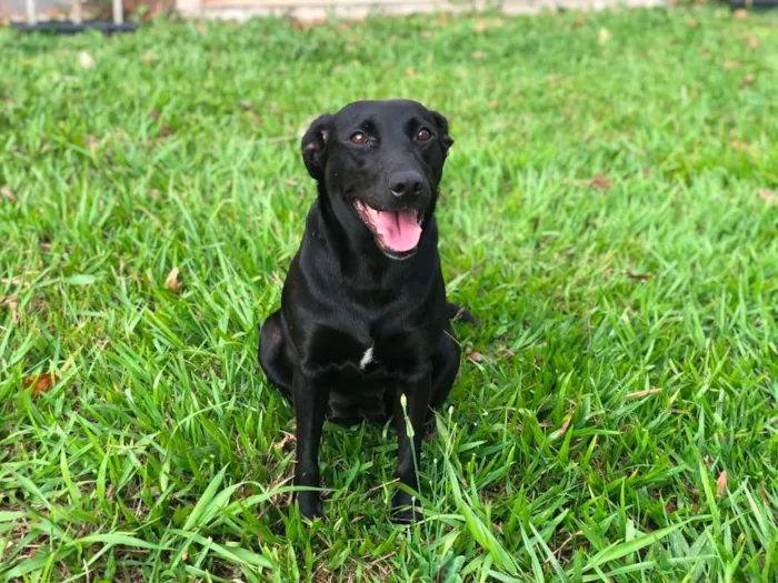 Cachorro ra a vira lata idade 3 anos nome Moqueca