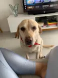 Cacau