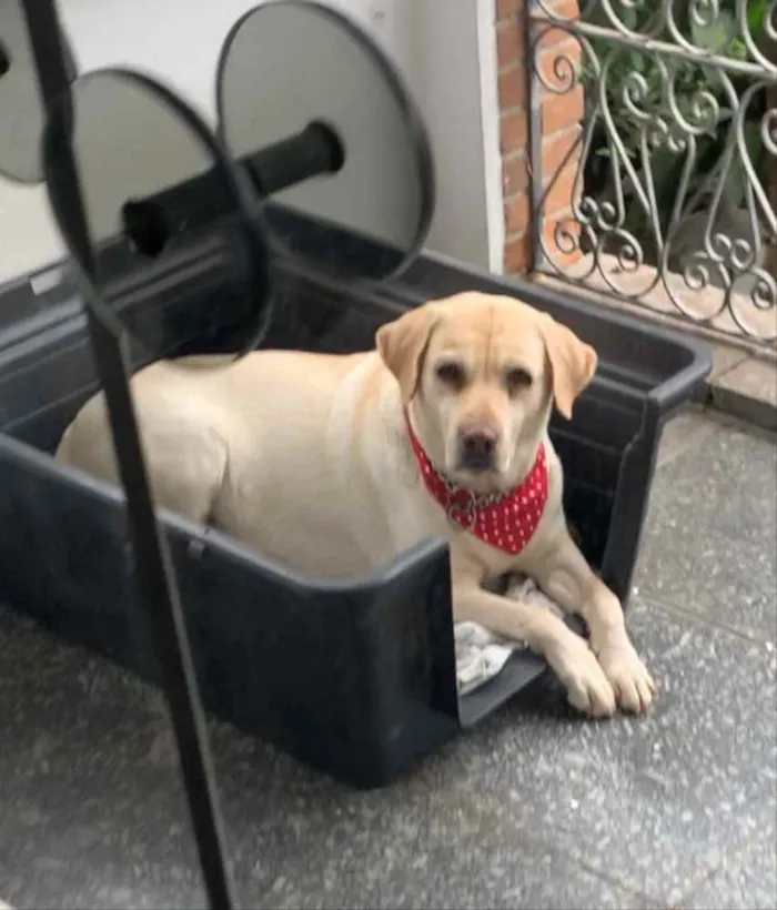 Cachorro ra a Labrador idade 6 ou mais anos nome Cacau