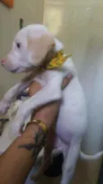 Perola