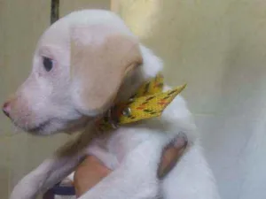 Cachorro raça Srd idade 2 a 6 meses nome Perola
