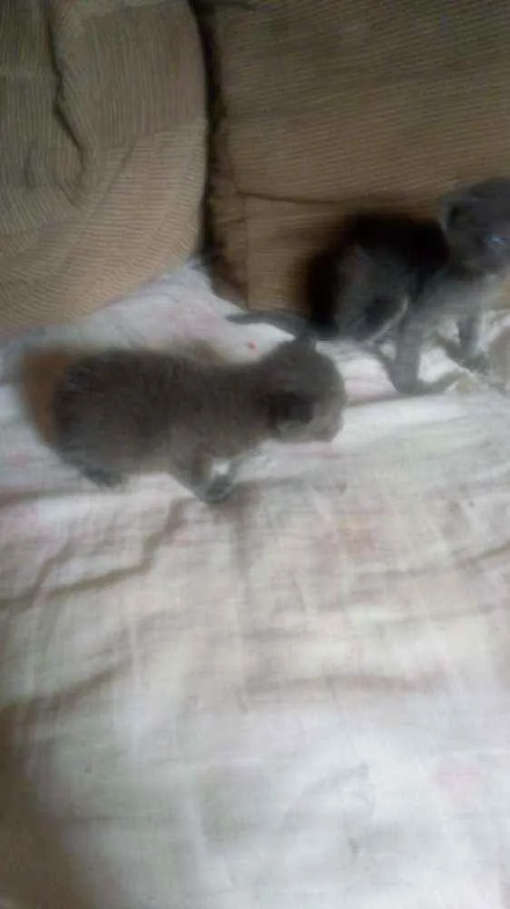 Gato ra a Srd idade Abaixo de 2 meses nome Cinzas