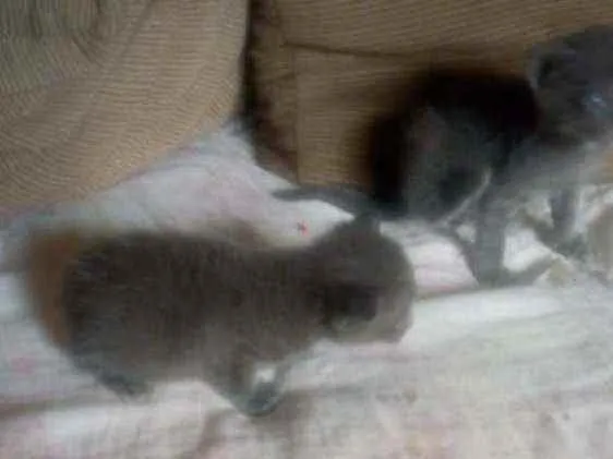 Gato ra a Srd idade Abaixo de 2 meses nome Cinzas