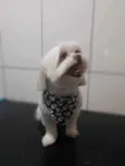 Flash