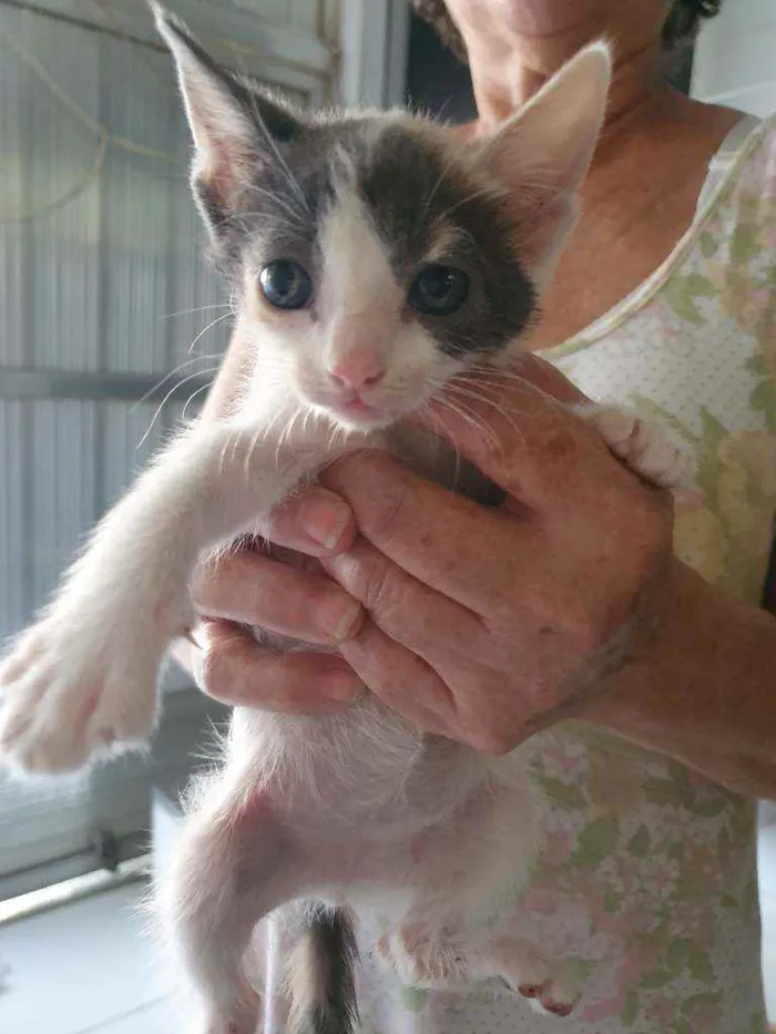 Gato ra a SRD idade 2 a 6 meses nome Uliman