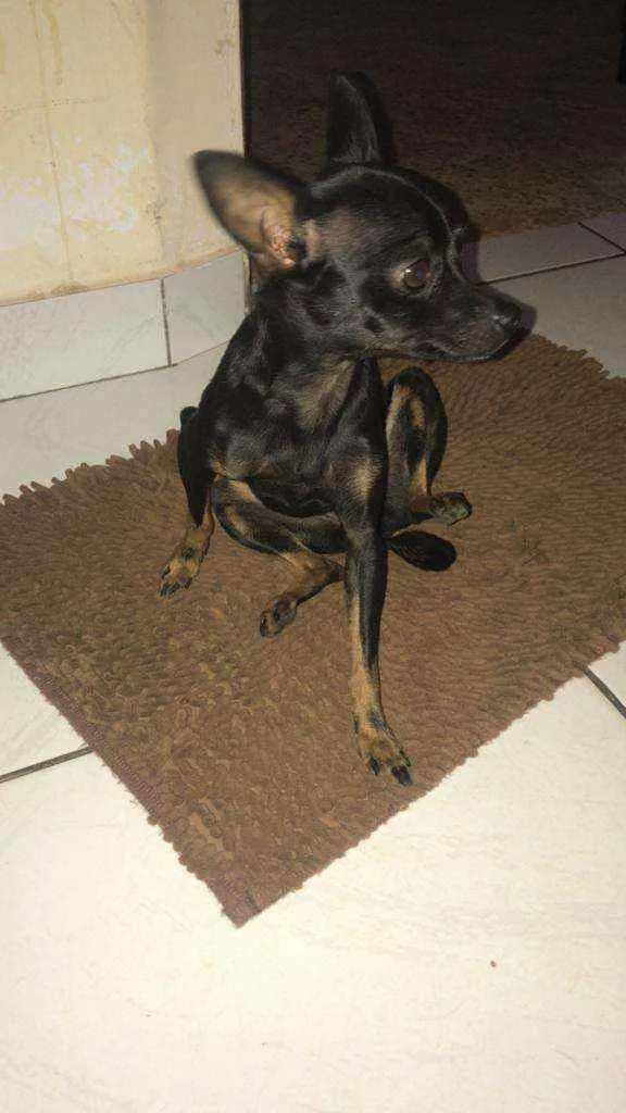 Cachorro ra a Pincher idade 3 anos nome Belinha