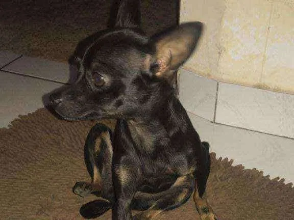 Cachorro ra a Pincher idade 3 anos nome Belinha