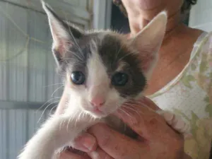 Gato raça SRD idade 2 a 6 meses nome Uliman