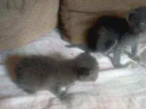 Gato raça Srd idade Abaixo de 2 meses nome Cinzas
