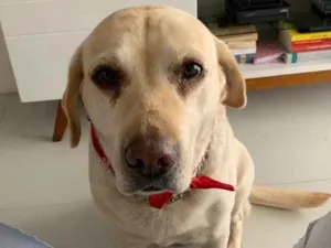 Cachorro raça Labrador idade 6 ou mais anos nome Cacau