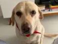 Cacau