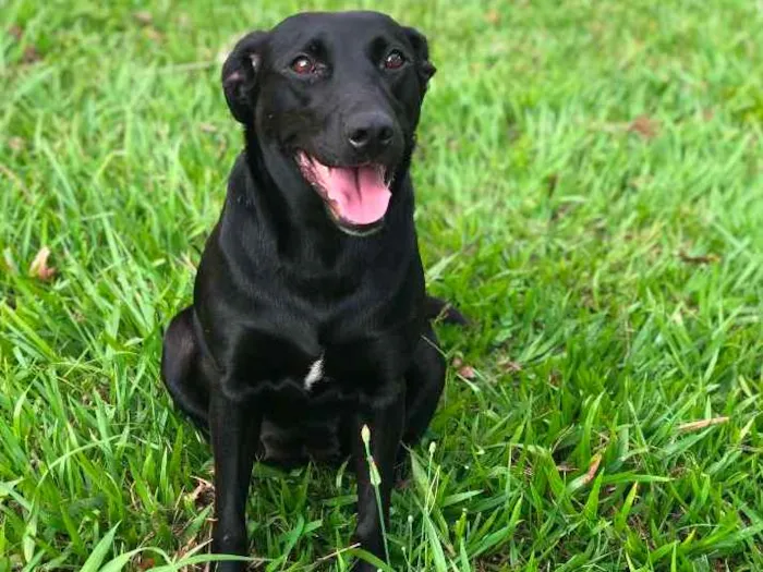 Cachorro ra a vira lata idade 3 anos nome Moqueca