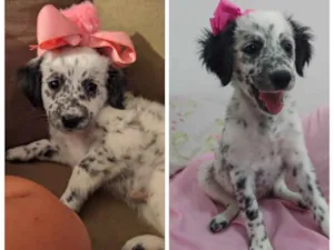 Cachorro raça Srd idade 2 a 6 meses nome Ziza