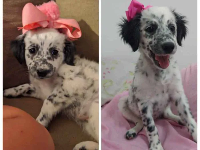 Cachorro ra a Srd idade 2 a 6 meses nome Ziza