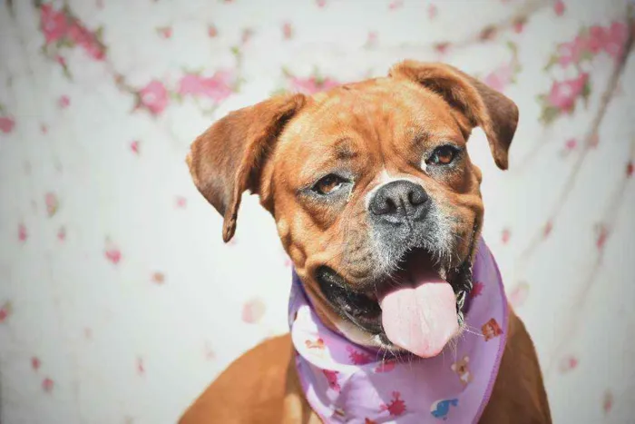 Cachorro ra a Boxer  idade 3 anos nome Honda