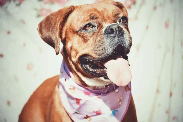 Cachorro ra a Boxer  idade 3 anos nome Honda