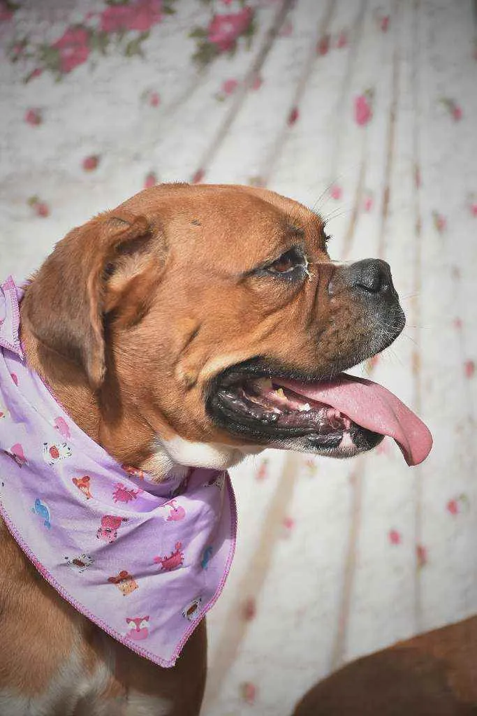 Cachorro ra a Boxer  idade 3 anos nome Honda