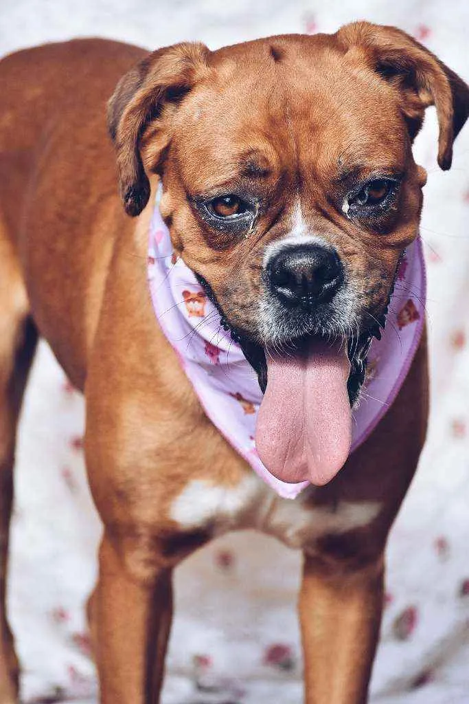 Cachorro ra a Boxer  idade 3 anos nome Honda