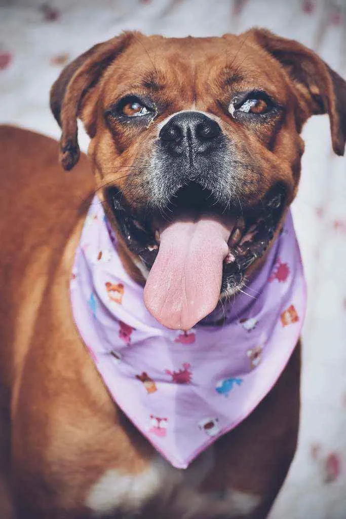 Cachorro ra a Boxer  idade 3 anos nome Honda