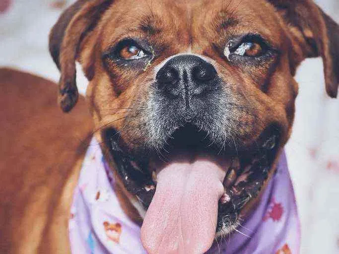 Cachorro ra a Boxer  idade 3 anos nome Honda