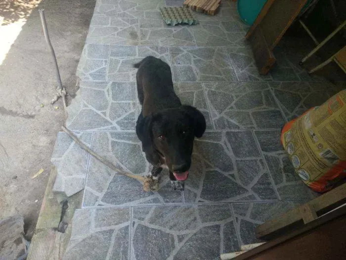 Cachorro ra a Indefinida idade 2 anos nome Frank