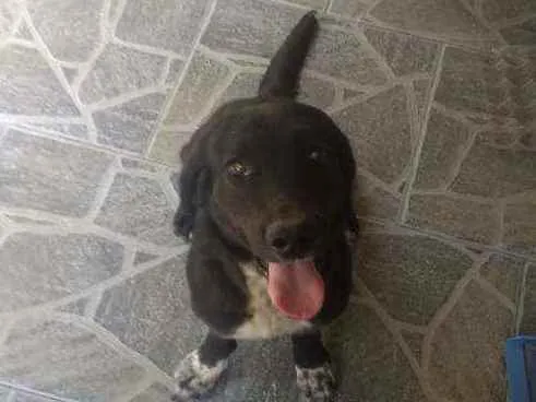 Cachorro ra a Indefinida idade 2 anos nome Frank