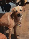 Bolt