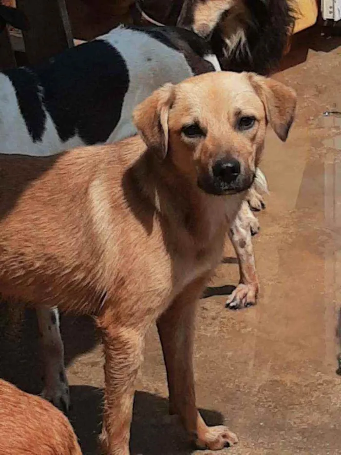 Cachorro ra a std idade 7 a 11 meses nome Bolt
