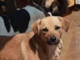 Bolt