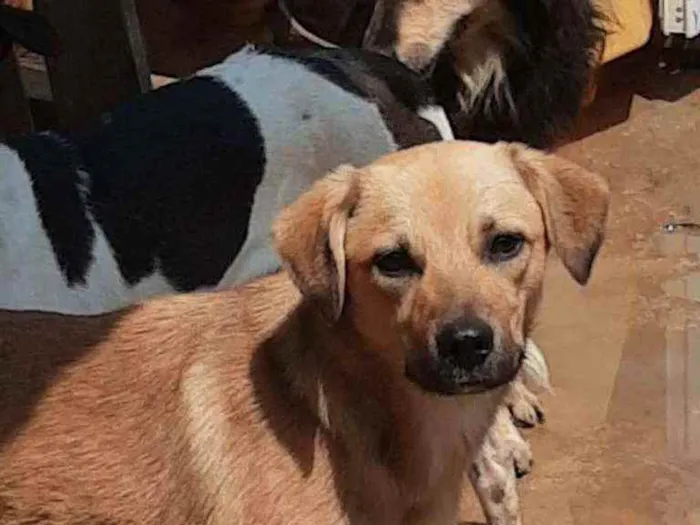 Cachorro ra a std idade 7 a 11 meses nome Bolt