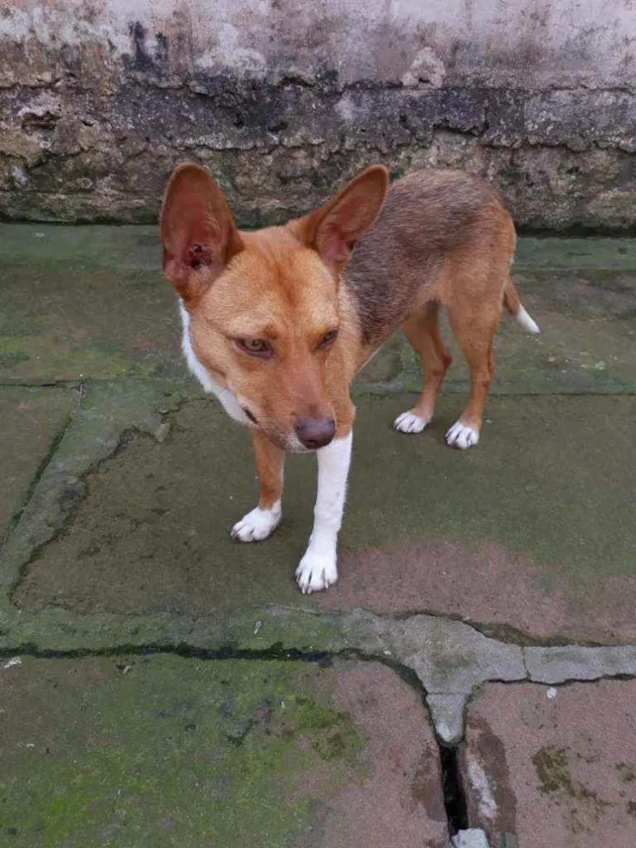 Cachorro ra a SRD idade 1 ano nome Lobinha