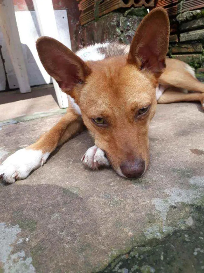 Cachorro ra a SRD idade 1 ano nome Lobinha