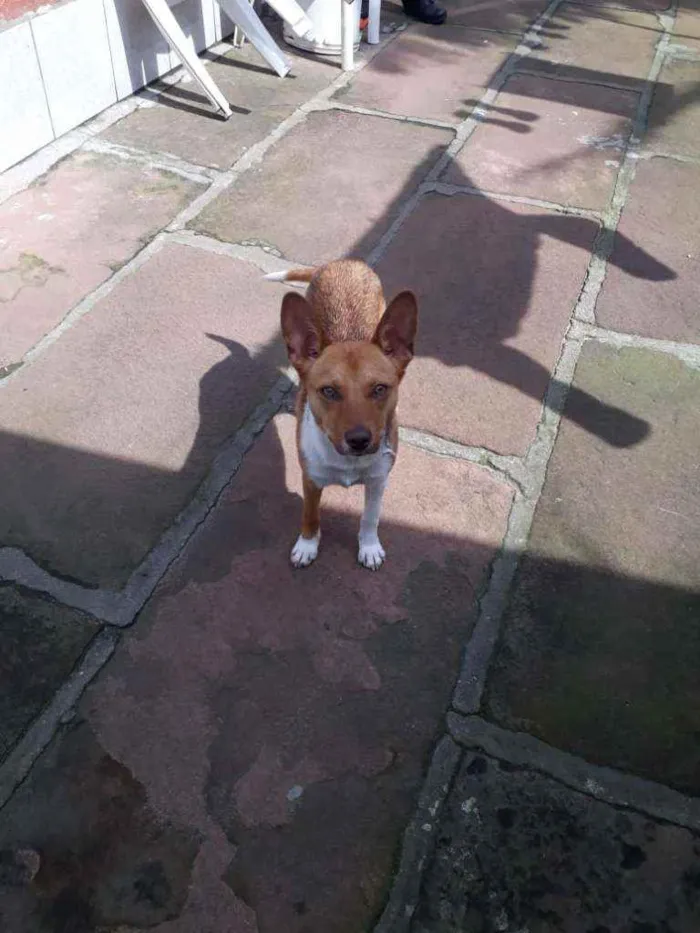 Cachorro ra a SRD idade 1 ano nome Lobinha