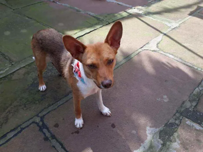 Cachorro ra a SRD idade 1 ano nome Lobinha