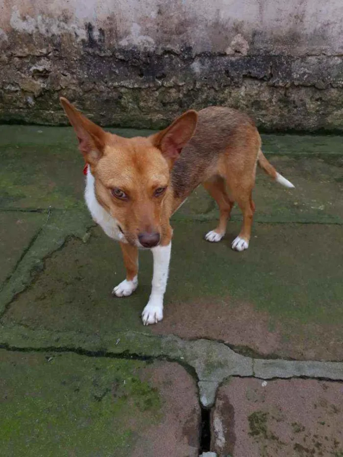 Cachorro ra a SRD idade 1 ano nome Lobinha