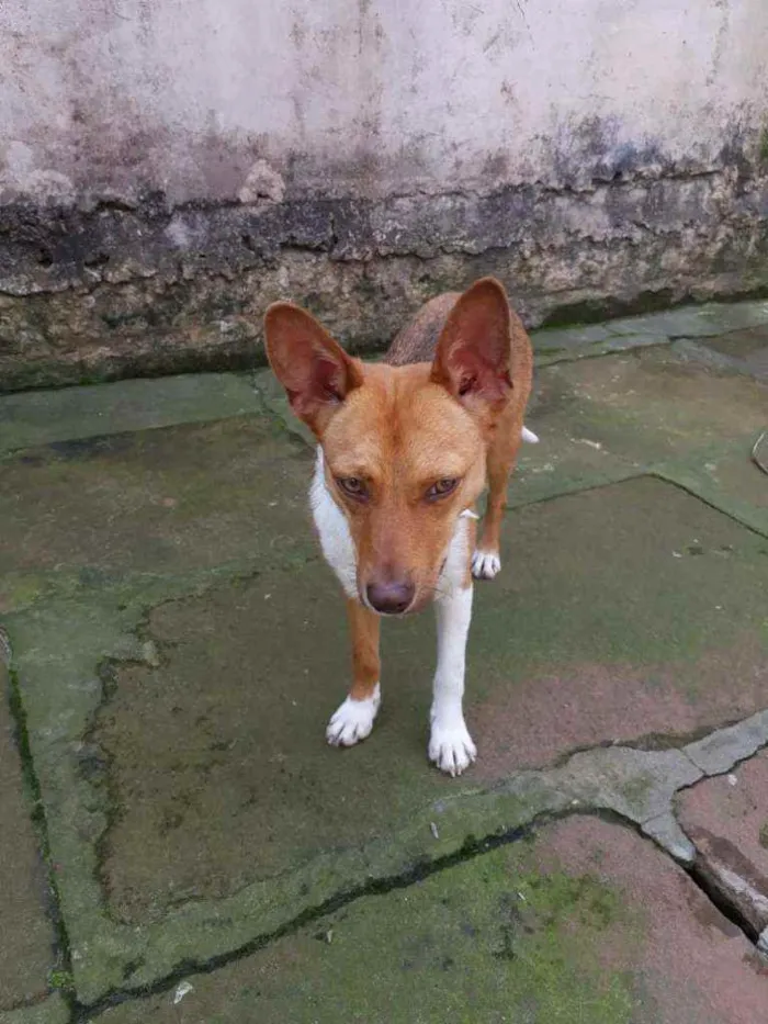 Cachorro ra a SRD idade 1 ano nome Lobinha