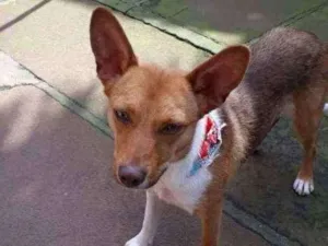 Cachorro raça SRD idade 1 ano nome Lobinha