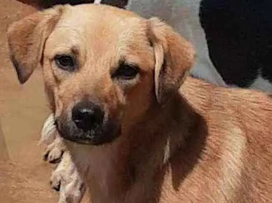 Cachorro ra a std idade 7 a 11 meses nome Bolt
