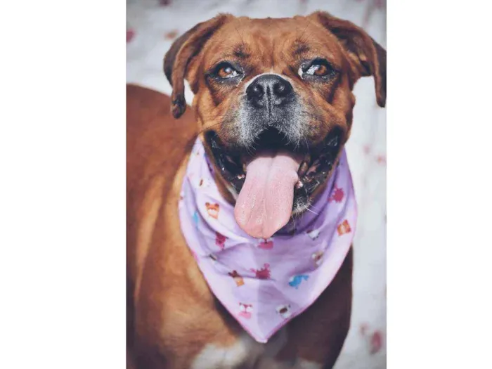 Cachorro ra a Boxer  idade 3 anos nome Honda