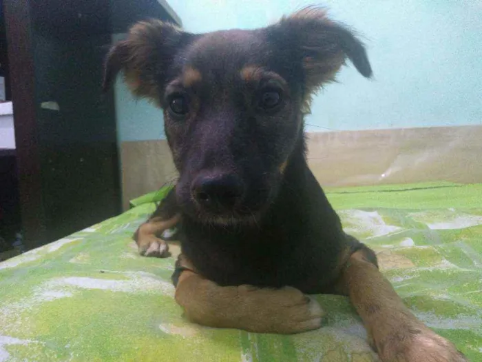 Cachorro ra a Sem raça definida. idade 2 a 6 meses nome Kiara