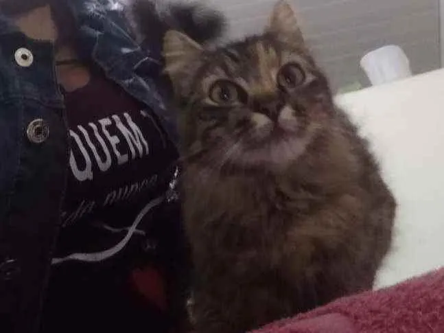 Gato ra a Srd idade 7 a 11 meses nome Mel