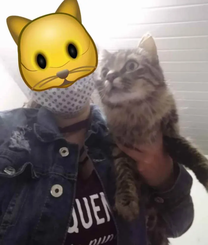 Gato ra a Srd idade 7 a 11 meses nome Mel