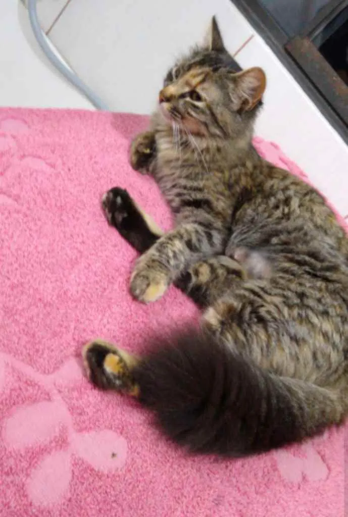 Gato ra a Srd idade 7 a 11 meses nome Mel
